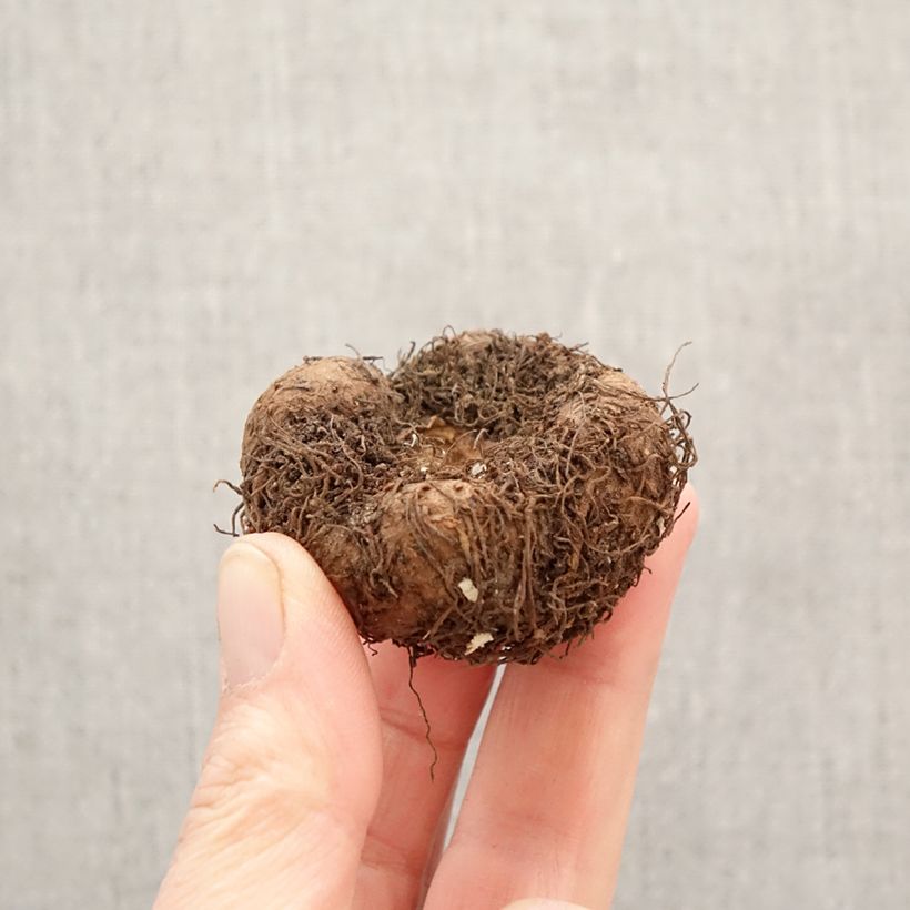 Exemplar von Begonie Splendide Ballerina - Begonia pendula Zwiebel Kaliber/Größe 5+ wie im Frühjahr geliefert