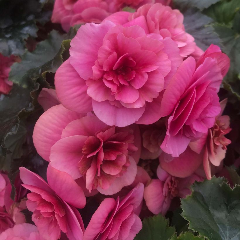 Begonie Sunbrero Pink - Begonia (Flowering)