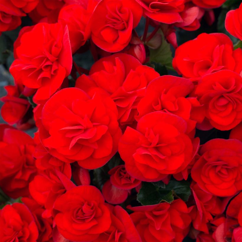 Begonie Sunbrero Red - Begonia (Flowering)