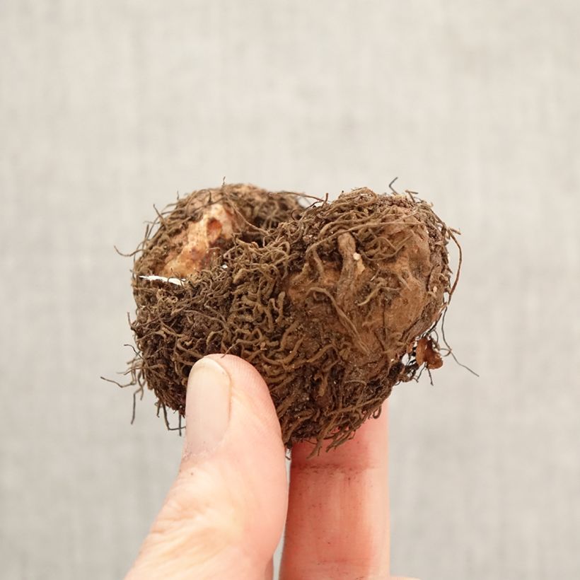 Exemplar von Begonia Superba Bolero - Begonia Superba Zwiebel Kaliber/Größe 5+ wie im Frühjahr geliefert