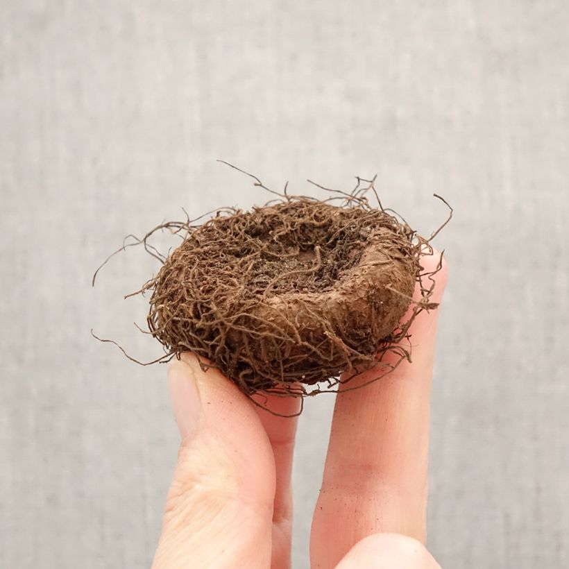 Exemplar von Begonia Superba Salmon Zwiebel Kaliber/Größe 5+ wie im Frühjahr geliefert