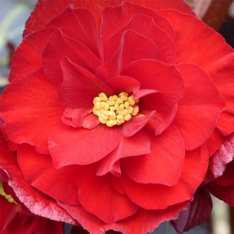 Begonie Switzerland - Begonia (Flowering)