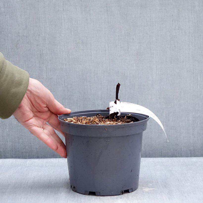 Exemplar von Begonie Torsa - Begonia grandis Topf mit 3L/4L wie im Winter geliefert