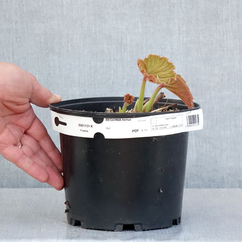 Example of Begonie Torsa - Begonia grandis Topf mit 3L/4L as you get in printemps