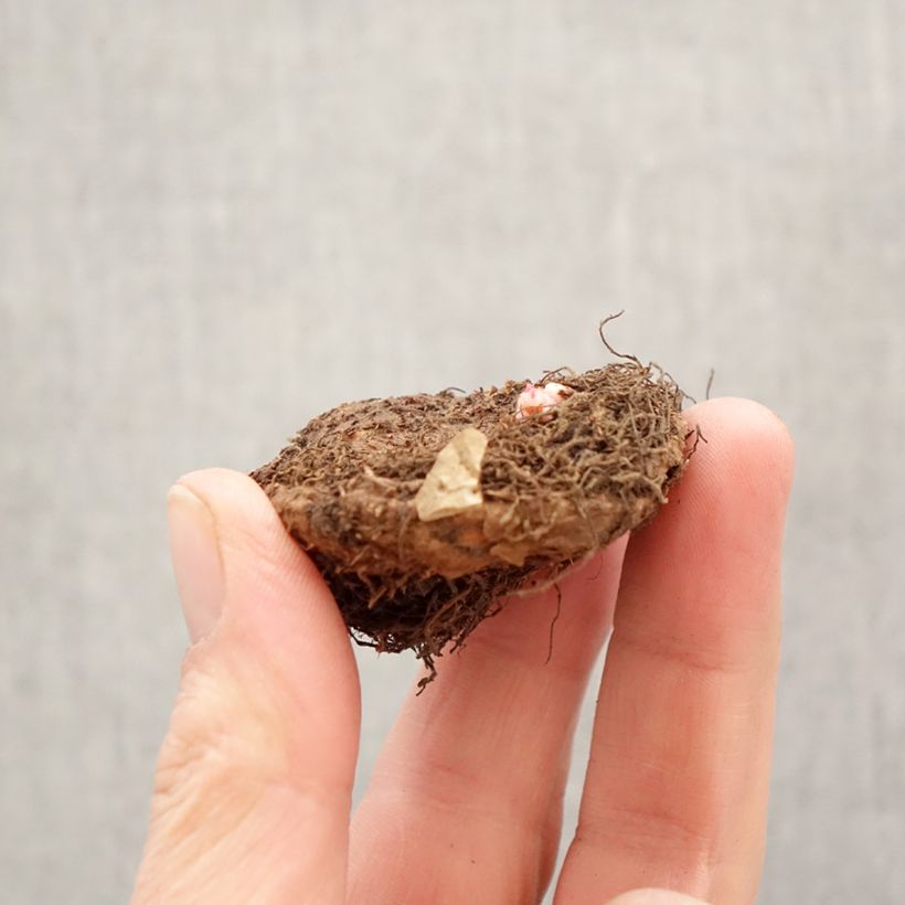 Exemplar von Begonia Superba Yellow Zwiebel Kaliber/Größe 5+ wie im Frühjahr geliefert