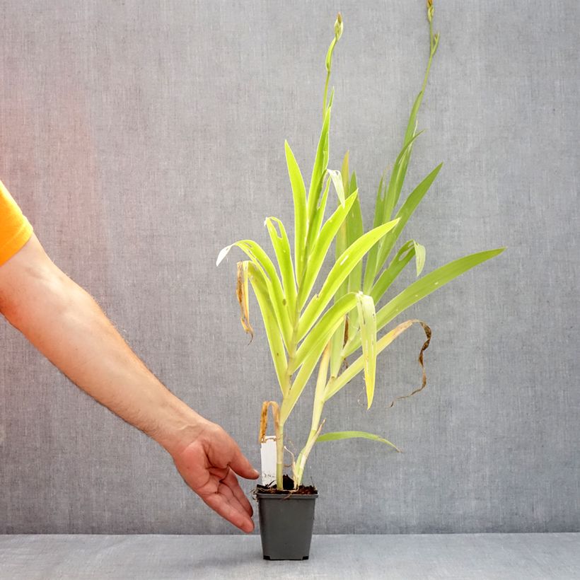 Exemplar von Belamcanda chinensis Hello Yellow - Leopardenblume Kleine Töpfe von 8/9 cm wie im Sommer geliefert