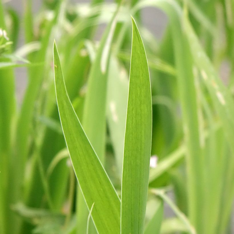 Belamcanda chinensis Hello Yellow - Leopardenblume (Foliage)