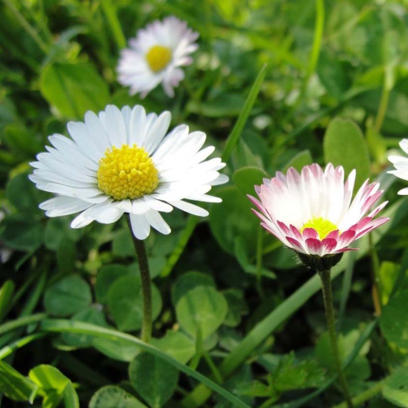Bellis perennis (Samen) - Gänseblümchen (Flowering)
