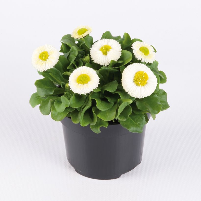 Bellis perennis Bellastar Compact White - Gänseblümchen (Hafen)