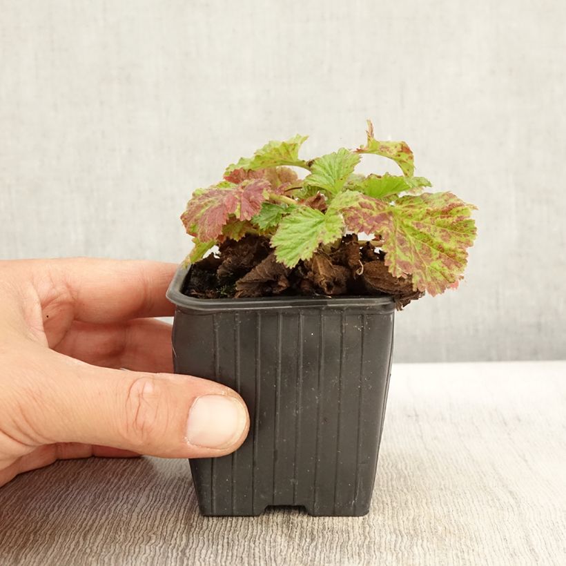 Example of Geum rivale Coppertone - Bach-Nelkenwurz Kleine Töpfe von 8/9 cm as you get in automne
