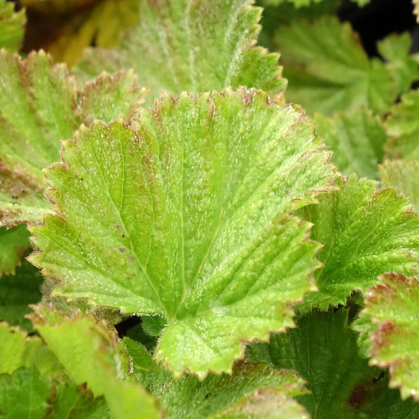 Geum rivale Coppertone - Bach-Nelkenwurz (Foliage)