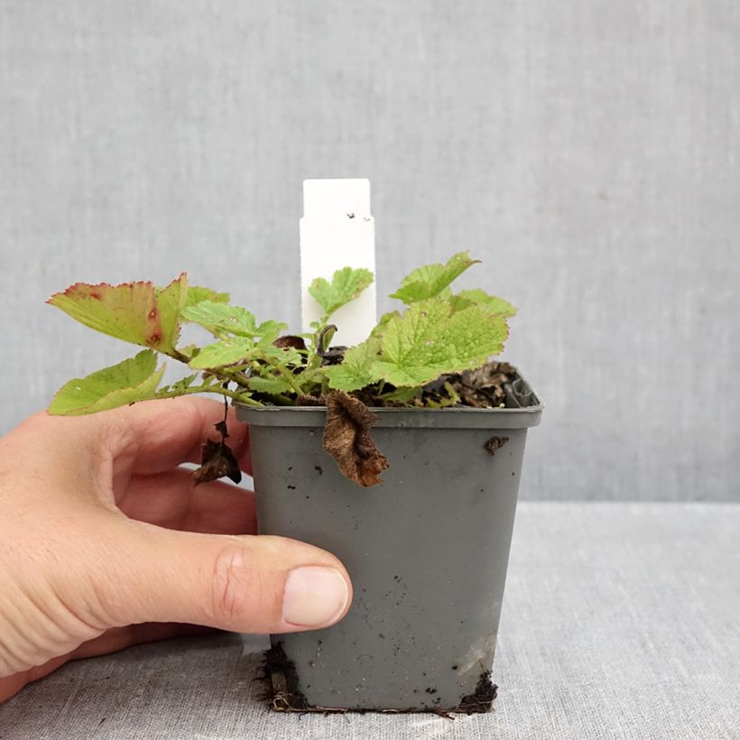 Exemplar von Geum chiloense Dolly North - Chilenische Nelkenwurz Kleine Töpfe von 8/9 cm wie im Herbst geliefert