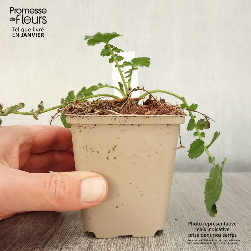 Exemplar von Geum chiloense Dolly North - Chilenische Nelkenwurz Kleine Töpfe von 8/9 cm wie im Winter geliefert