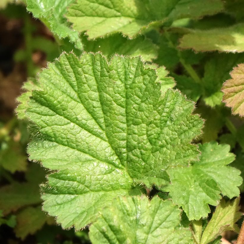 Geum chiloense Dolly North - Chilenische Nelkenwurz (Foliage)