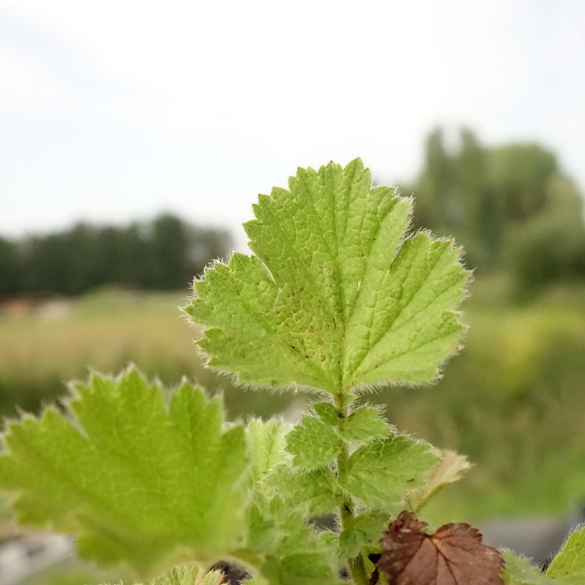 Geum Fire Storm - Nelkenwurz (Foliage)
