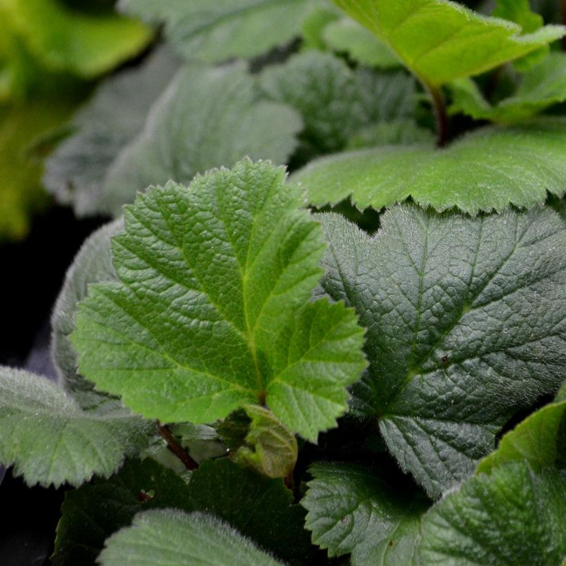 Geum coccineum Borisii - Scharlachrote Nelkenwurz (Foliage)