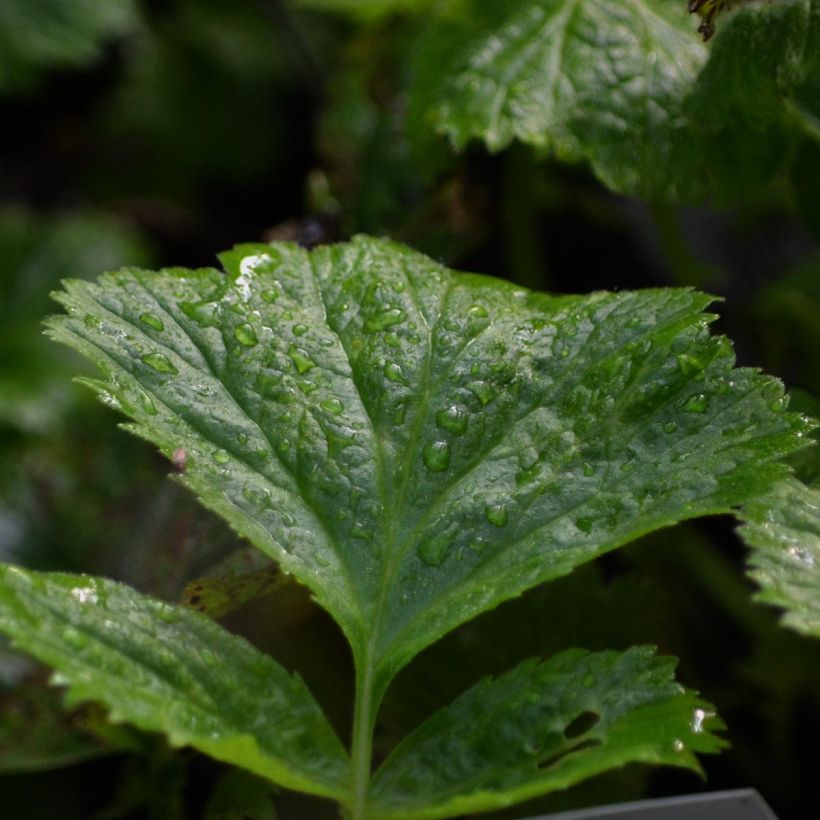 Geum Cosmopolitan - Nelkenwurz (Foliage)