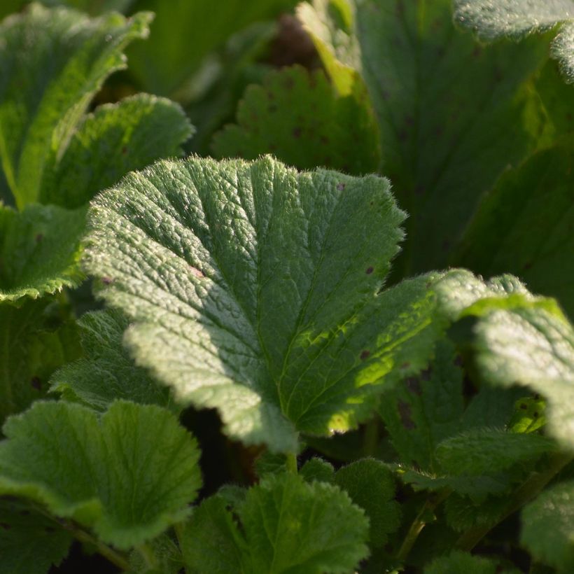 Geum rivale Mai tai - Bach-Nelkenwurz (Foliage)
