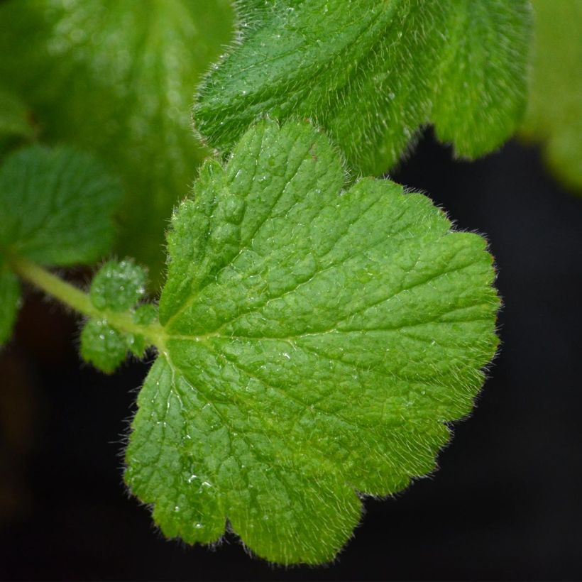 Geum Prinses Juliana - Nelkenwurz (Foliage)