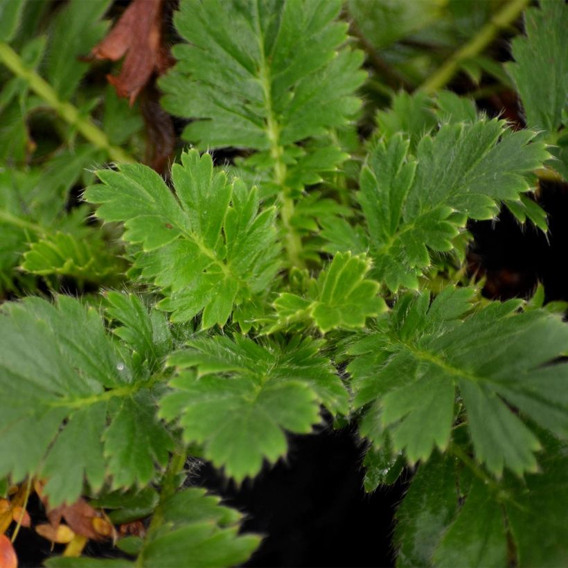 Geum triflorum - Dreiblütige Nelkenwurz (Foliage)