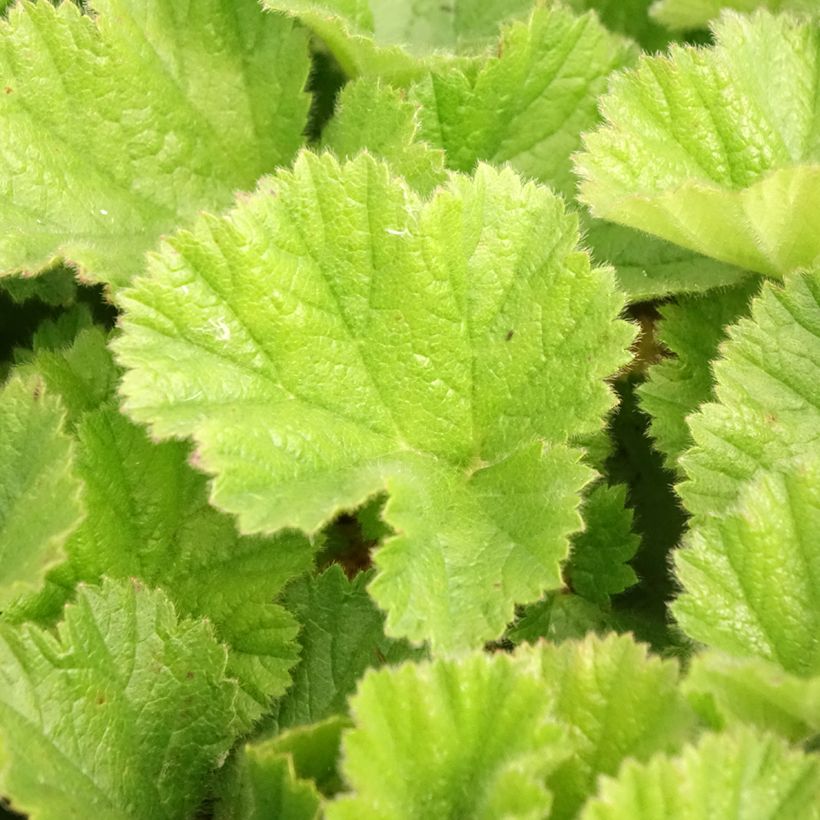 Geum chiloense Sigiswang - Chilenische Nelkenwurz (Foliage)