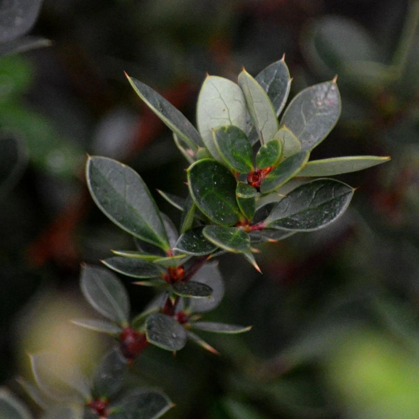 Berberis buxifolia Nana - Buchsblättrige Berberitze (Foliage)