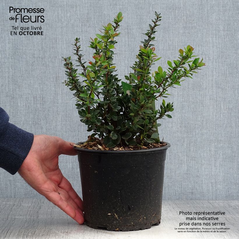 Example of Berberis buxifolia Nana - Buchsblättrige Berberitze Topf mit 3L/4L as you get in automne