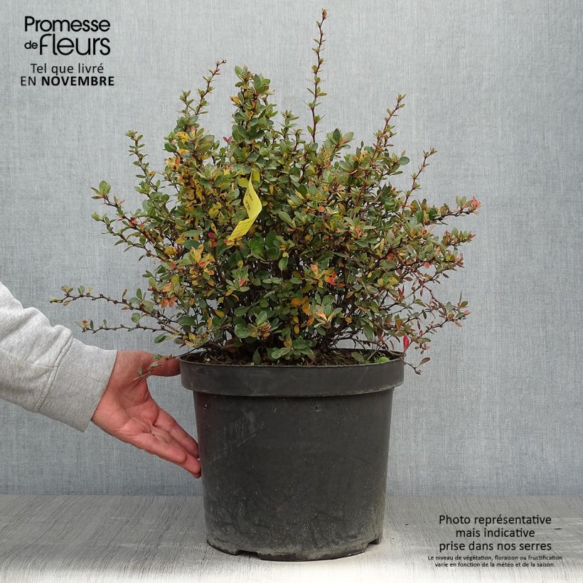 Example of Berberis buxifolia Nana - Buchsblättrige Berberitze Topf mit 7,5L/10L as you get in automne