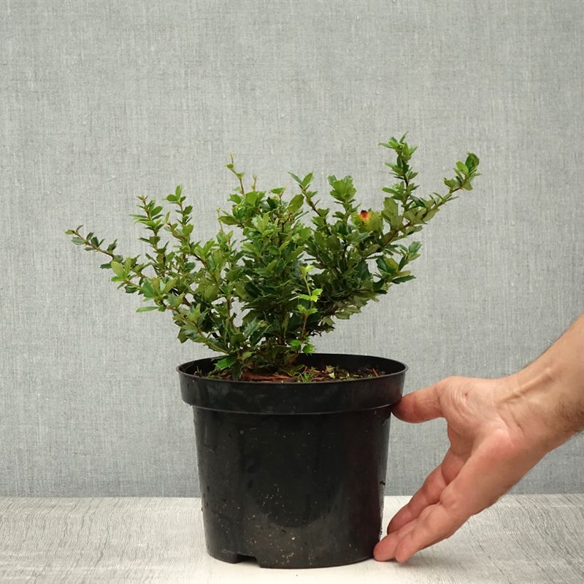 Example of Berberis darwinii - Darwins Berberitze Topf mit 2L/3L as you get in ete