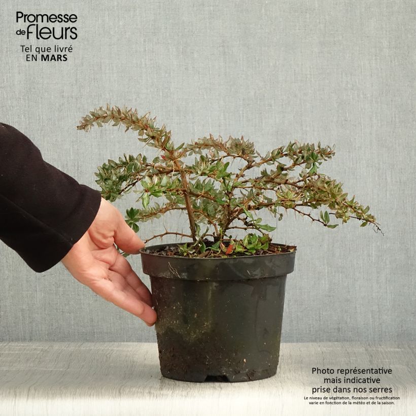 Exemplar von Berberis darwinii - Darwins Berberitze Topf mit 2L/3L wie im Frühjahr geliefert