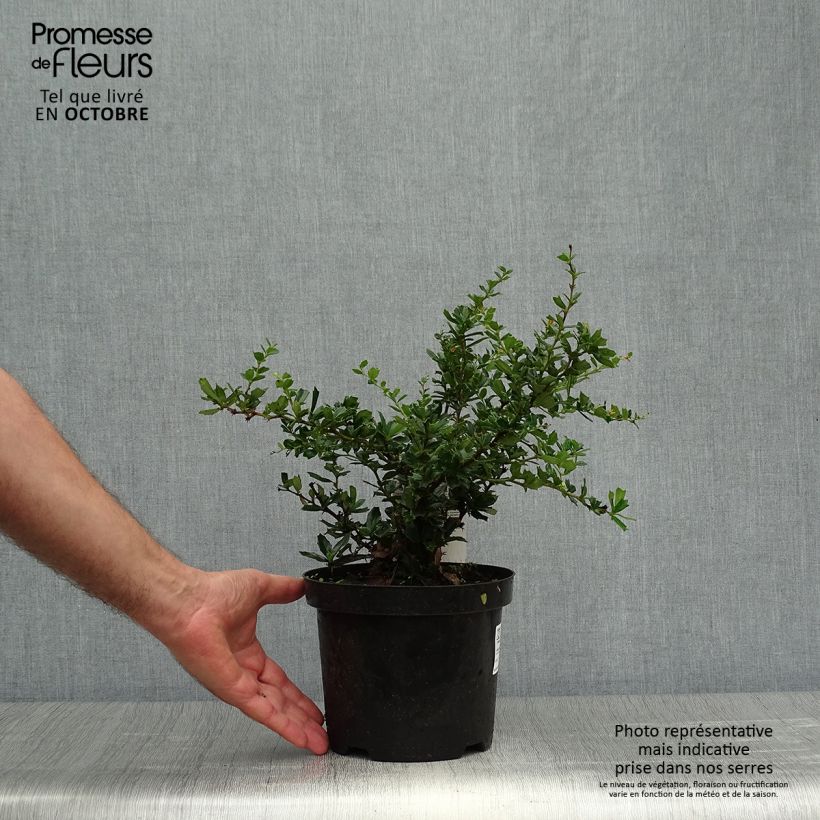 Example of Berberis darwinii Compacta - Darwins Berberitze Topf mit 3L/4L as you get in automne