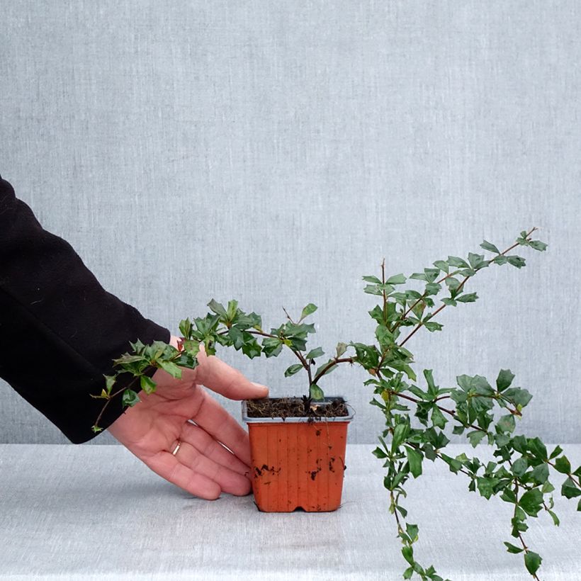 Exemplar von Berberis darwinii - Darwins Berberitze Kleine Töpfe von 8/9 cm wie im Winter geliefert