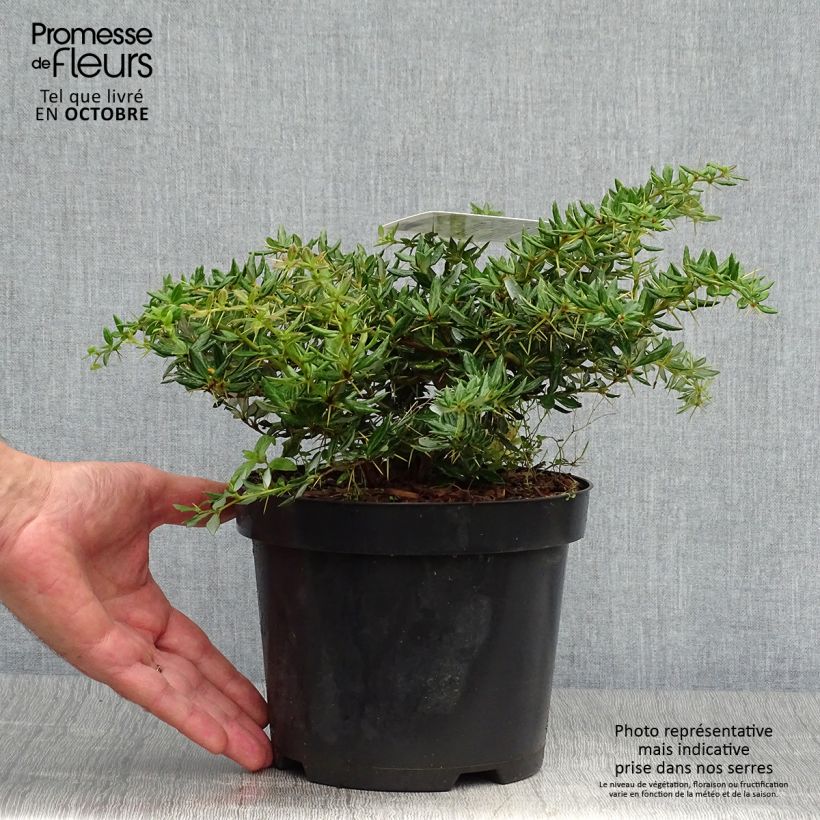 Example of Berberis frikartii Amstelveen - Berberitze Topf mit 2L/3L as you get in automne