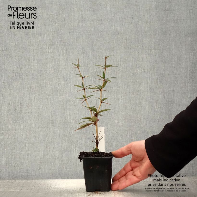 Exemplar von Berberis julianae - Julianes Berberitze Kleine Töpfe von 8/9 cm wie im Winter geliefert