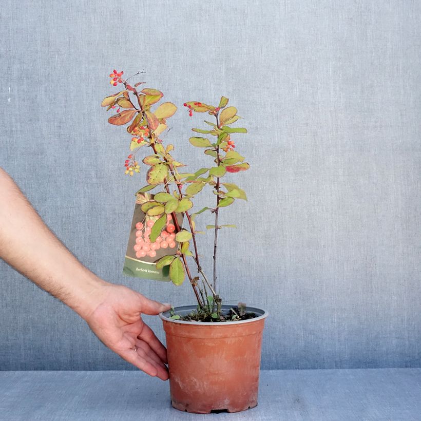 Example of Berberis koreana - Koreanische Berberitze Topf mit 3L/4L as you get in ete