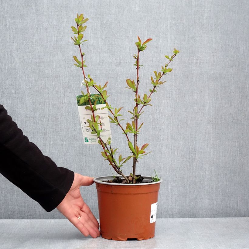 Exemplar von Berberis koreana - Koreanische Berberitze Topf mit 3L/4L wie im Frühjahr geliefert