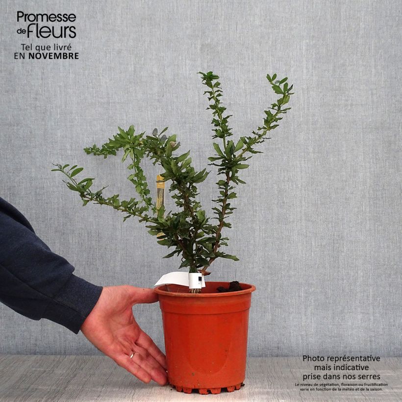 Example of Berberis lologensis Apricot Queen - Berberitze Topf mit 2L/3L as you get in automne