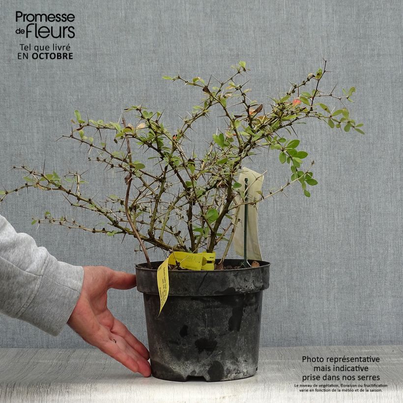 Example of Berberis media Dual Jewel - Berberitze Topf mit 2L/3L as you get in automne