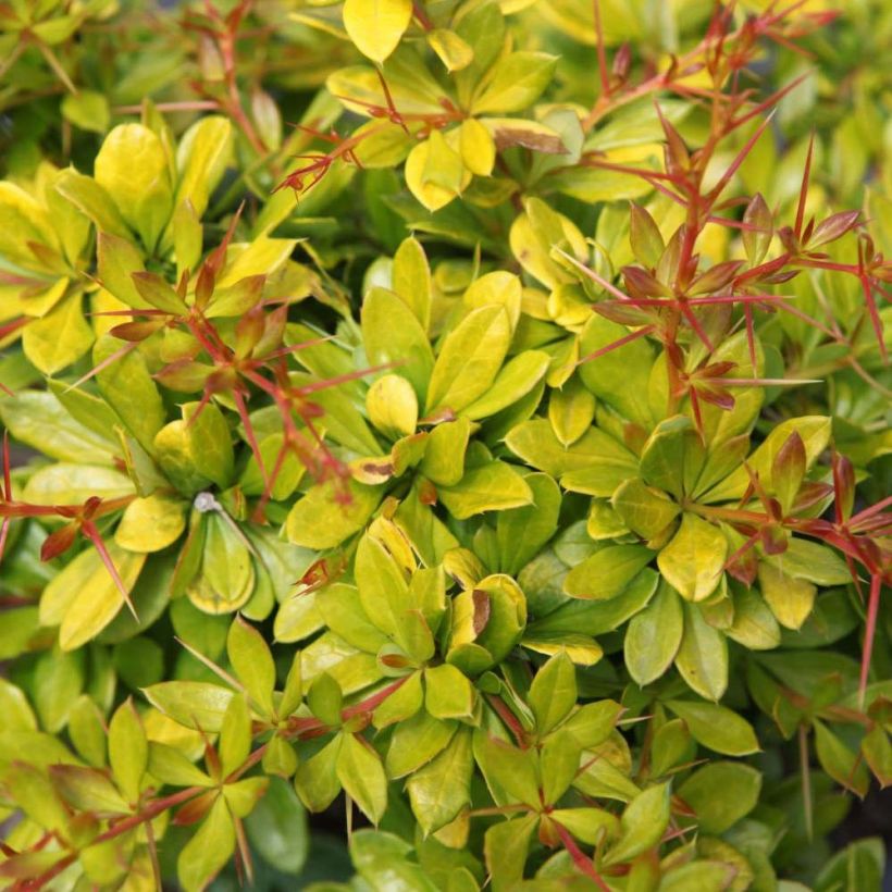 Berberis media Dual Jewel - Berberitze (Foliage)