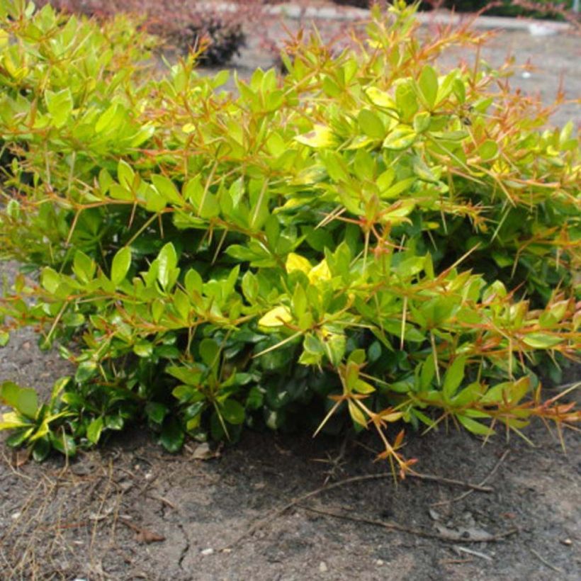 Berberis media Dual Jewel - Berberitze (Plant habit)
