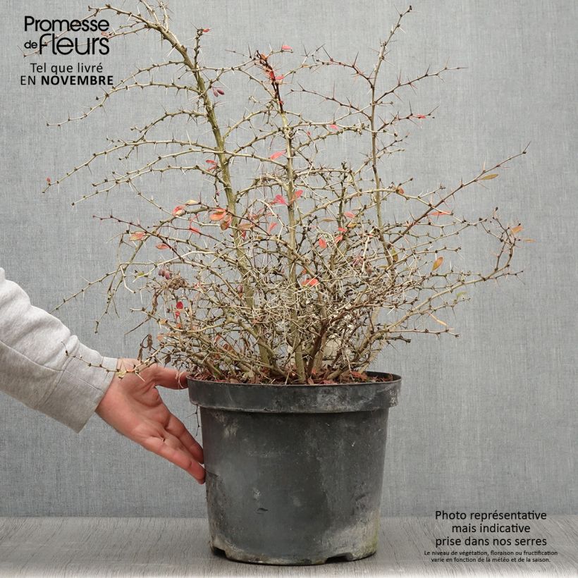 Example of Berberis media Dual Jewel - Berberitze Topf mit 7,5L/10L as you get in automne
