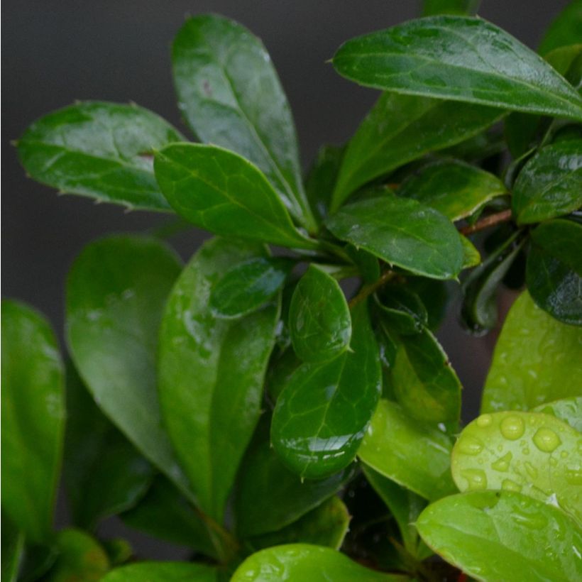 Berberis media Red Jewel - Berberitze (Foliage)