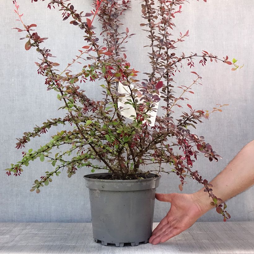 Exemplar von Berberis ottawensis Auricoma - Berberitze Topf mit 7,5L/10L wie im Sommer geliefert