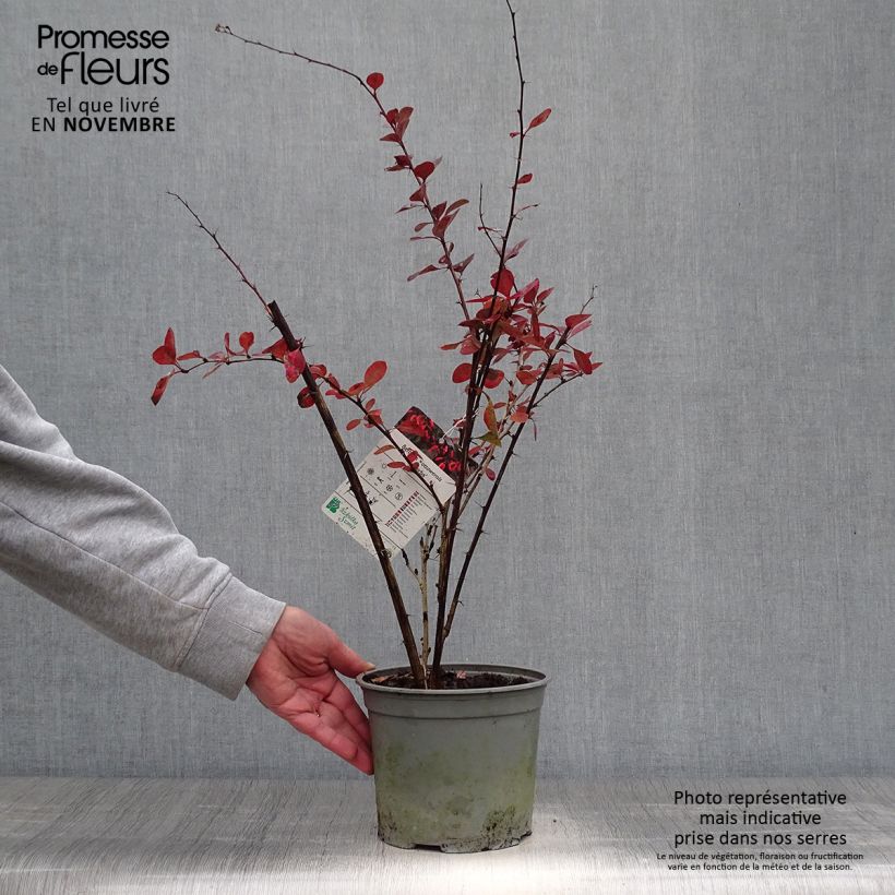 Example of Berberis ottawensis Superba - Berberitze Topf mit 3L/4L as you get in automne