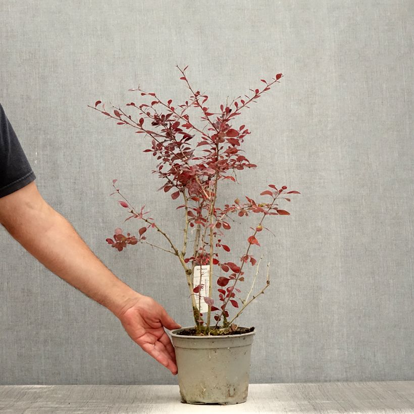 Exemplar von Berberis ottawensis Superba - Berberitze Topf mit 3L/4L wie im Sommer geliefert