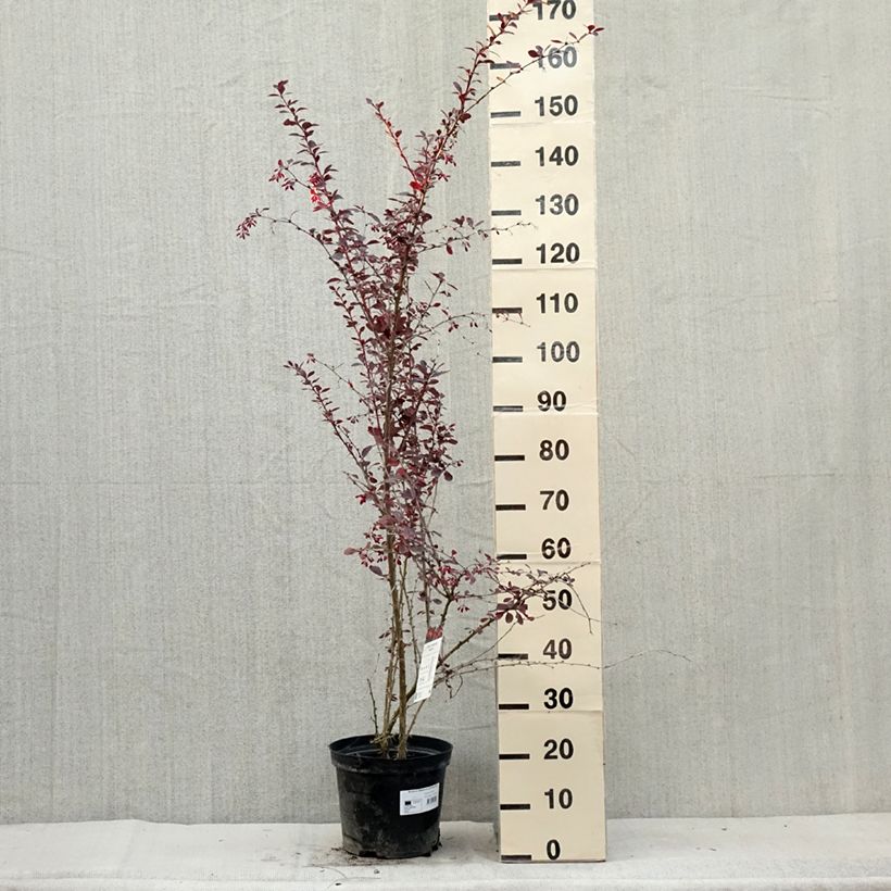Example of Berberis ottawensis Superba - Berberitze Topf mit 7,5L/10L as you get in ete
