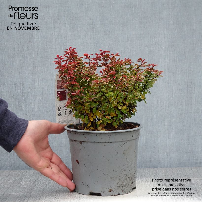 Example of Berberis thunbergii Admiration Topf mit 2L/3L as you get in automne