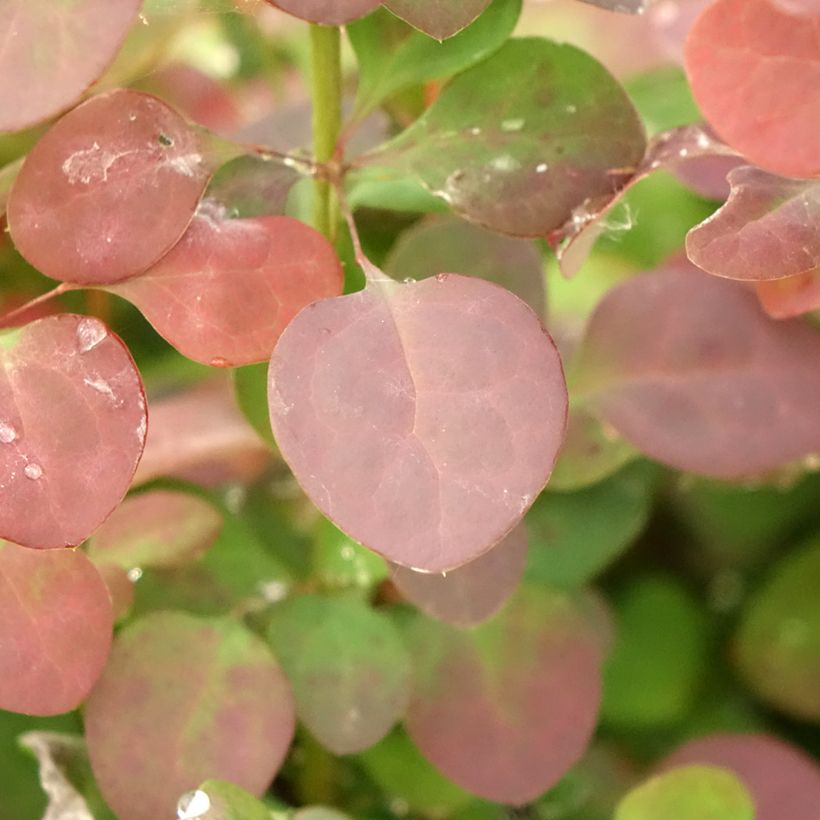 Berberis thunbergii Atropurpurea (Foliage)