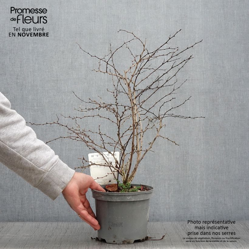 Example of Berberis thunbergii Atropurpurea Topf mit 2L/3L as you get in automne