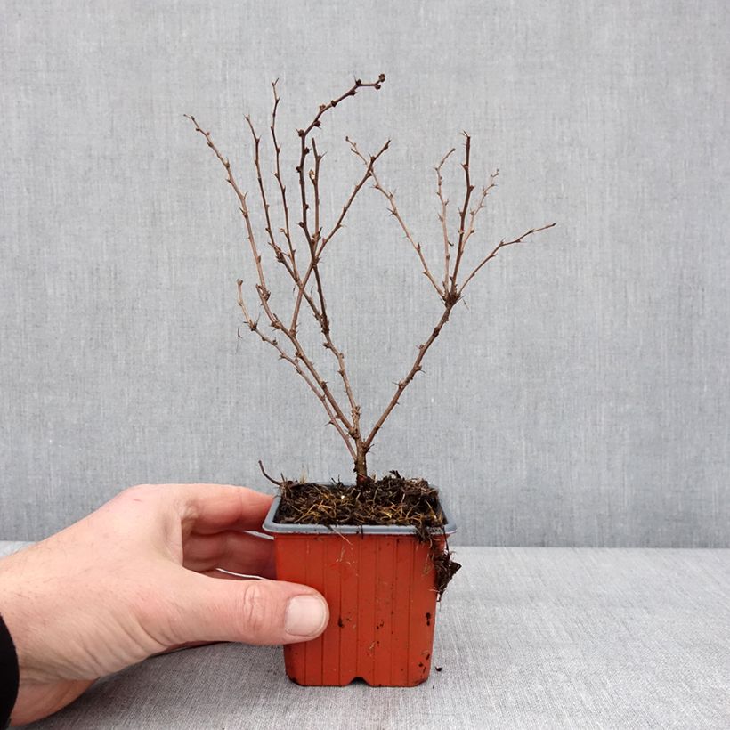 Example of Berberis thunbergii Aurea Kleine Töpfe von 8/9 cm as you get in hiver